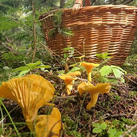 ラグジュアリーテント Perzeid